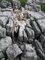 Dead sheep in grike